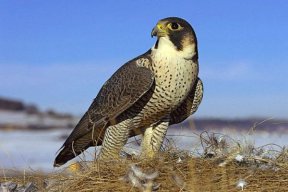 Black_falcon